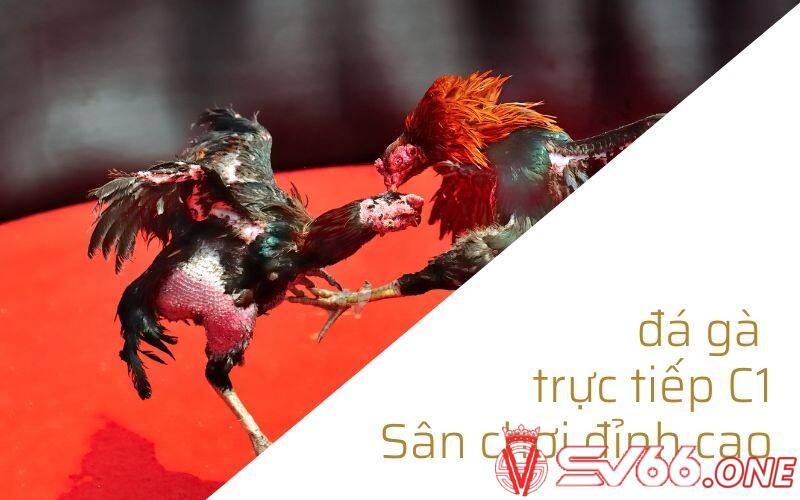 Điểm qua vài thông tin về sàn đấu đỉnh cao đá gà trực tiếp C1