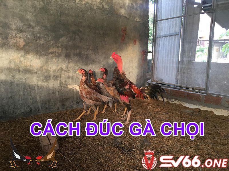 Đúc gà chọi nhiều trống sẽ tạo ra lớp gà sau sở hữu đặc điểm nổi trội của bố mẹ